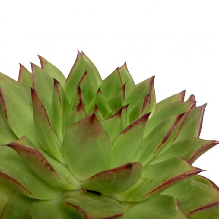 Echeveria Agavoides (Molded wax agave)