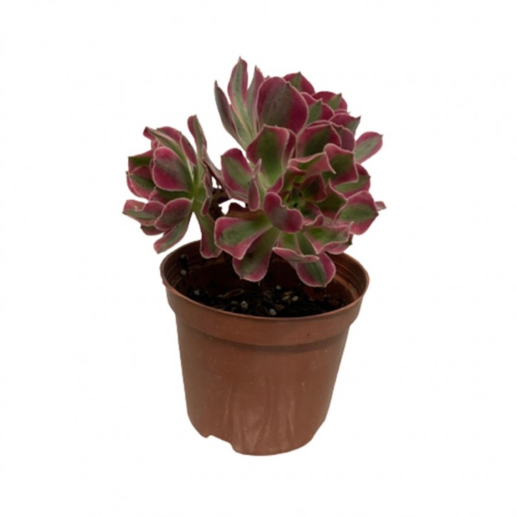 Aeonium