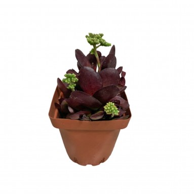 Crassula pubescens subs. radicans