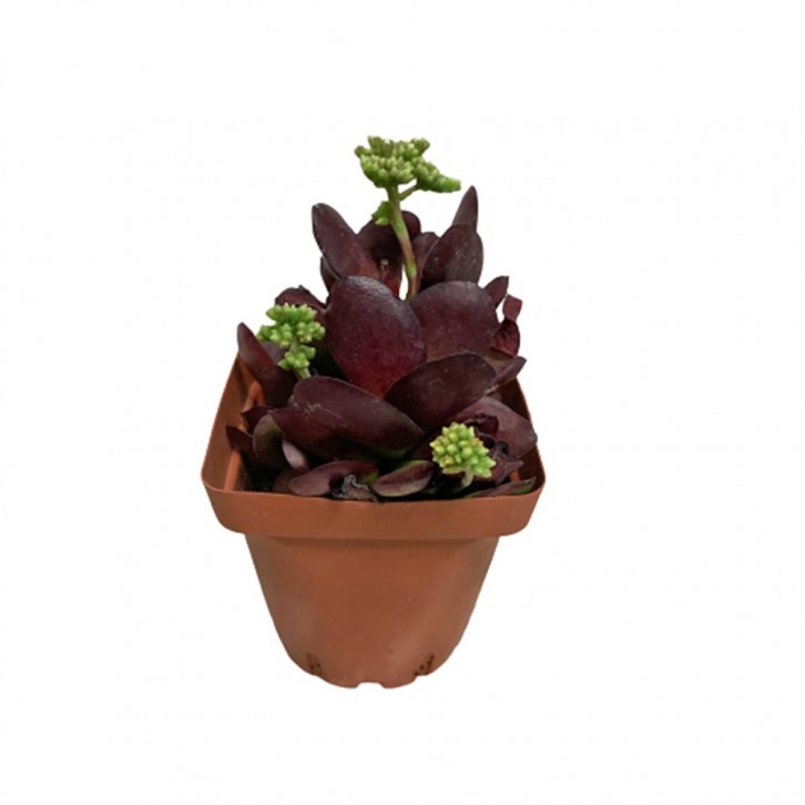 Crassula pubescens subs. radicans