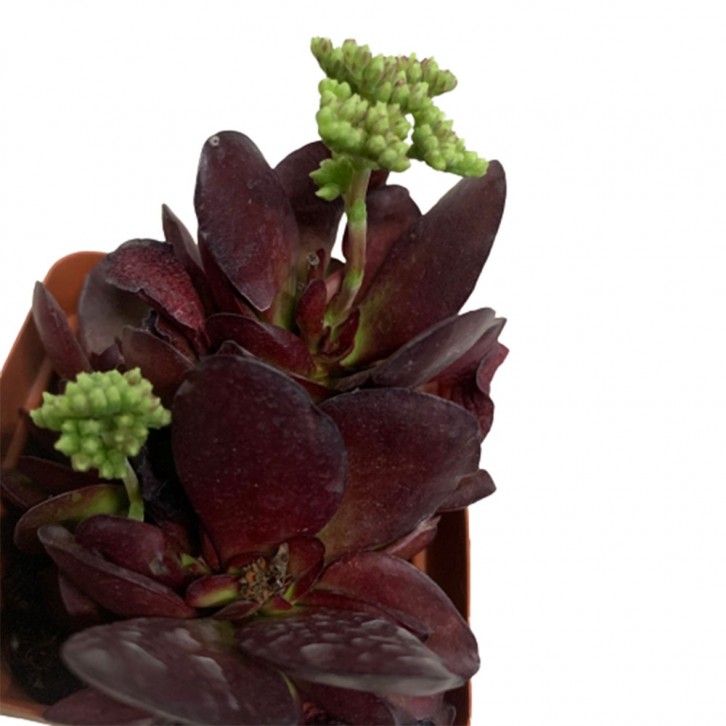 Crassula pubescens subs. radicans