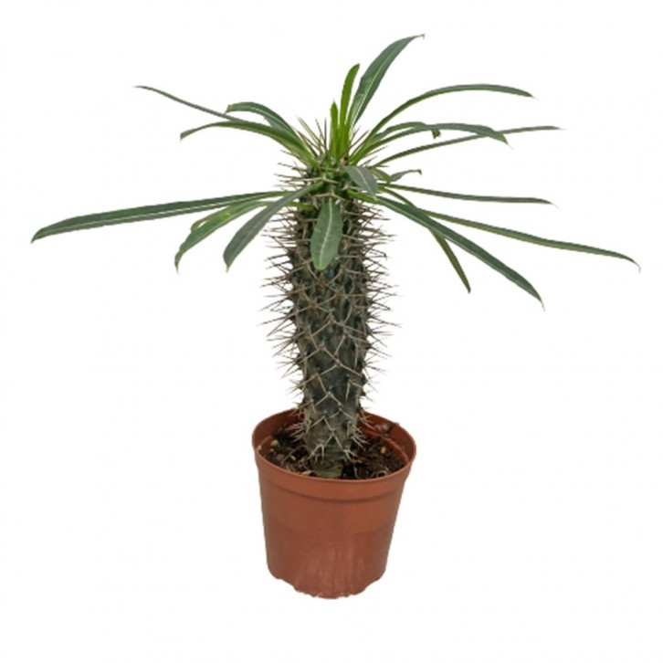 Pachypodium lamerei 'Madagascar Palm'