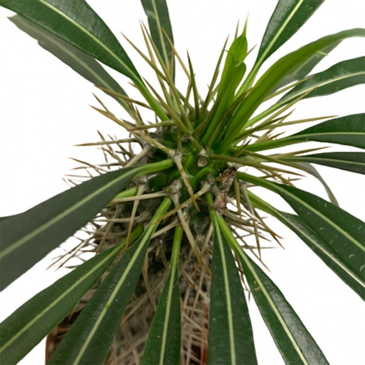 Pachypodium lamerei 'Madagascar Palm'