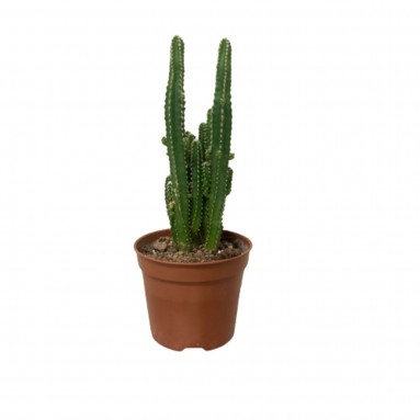 Acanthocereus Tetragonus (Fairy Castle Cactus)
