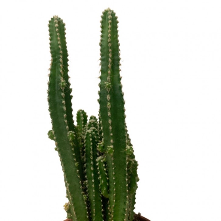 Acanthocereus Tetragonus (Fairy Castle Cactus)