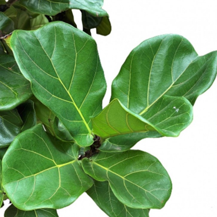 Ficus Lyrata Topiary