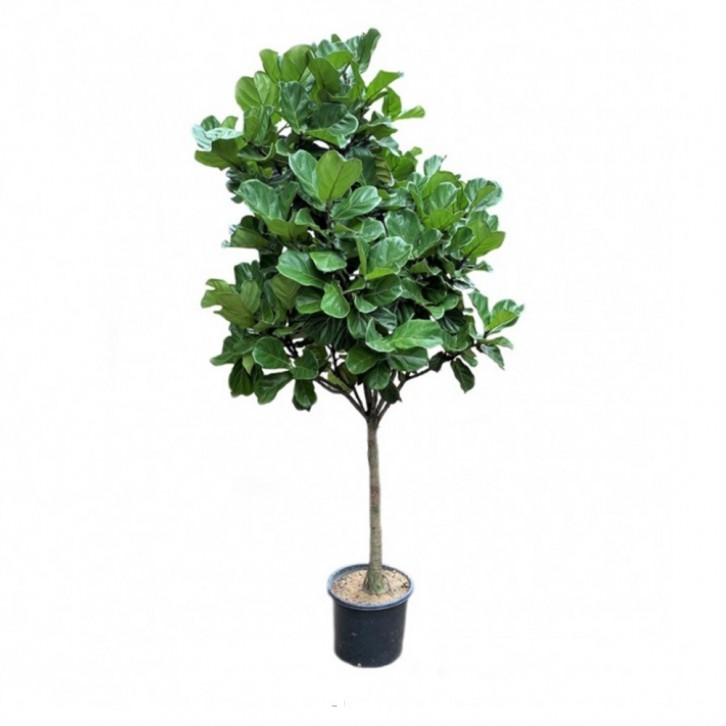 Ficus Lyrata Topiary