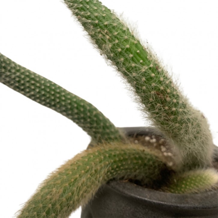 Hildewintera Colademononis (Monkey Tail Cactus)