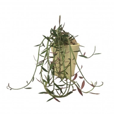 Monadenium Rubellum