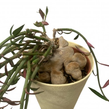 Monadenium Rubellum