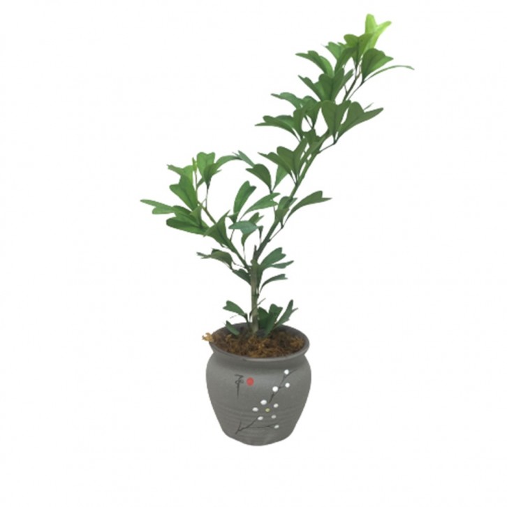 Schefflera emarginata