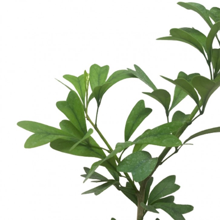 Schefflera emarginata