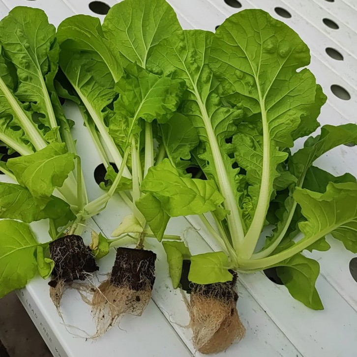 OASIS Horticubes Biodegradable Seedling Foam [5520pcs]