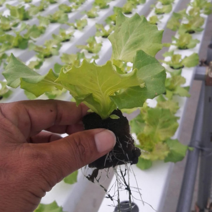 OASIS Horticubes Biodegradable Seedling Foam [5520pcs]