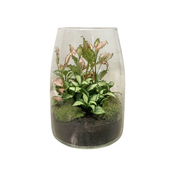 Fittonia Terrarium