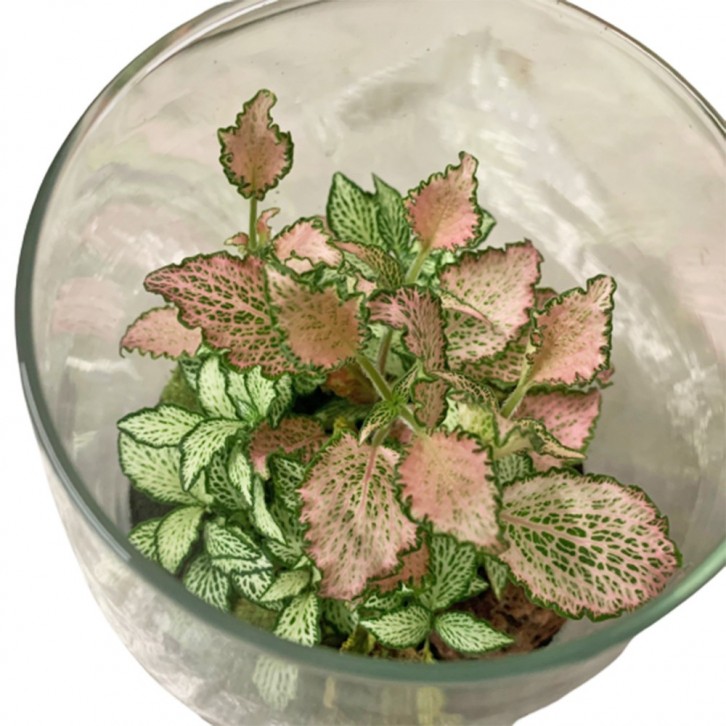 Fittonia Terrarium