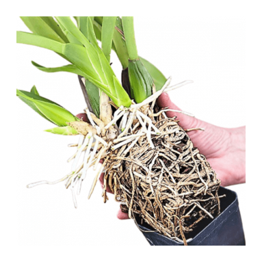 Re-Potting Service for Orchids (Exclude Pot)