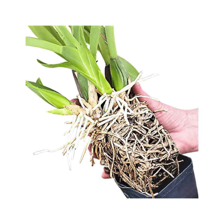 Re-Potting Service for Orchids (Exclude Pot)