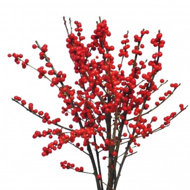 FreshCut Ilex verticillata (Winter Berries)