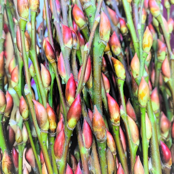 Pussy Willow with husk 帶殼银柳 TAIWAN