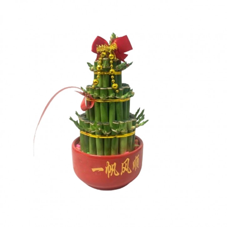 CNY Lucky Bamboo 3S 富貴竹 (3631)