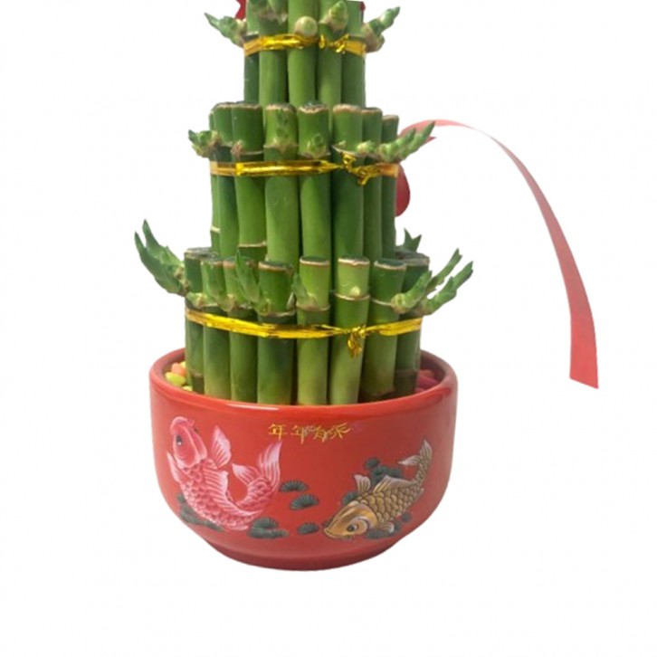 CNY Lucky Bamboo 3S 富貴竹 (3631)