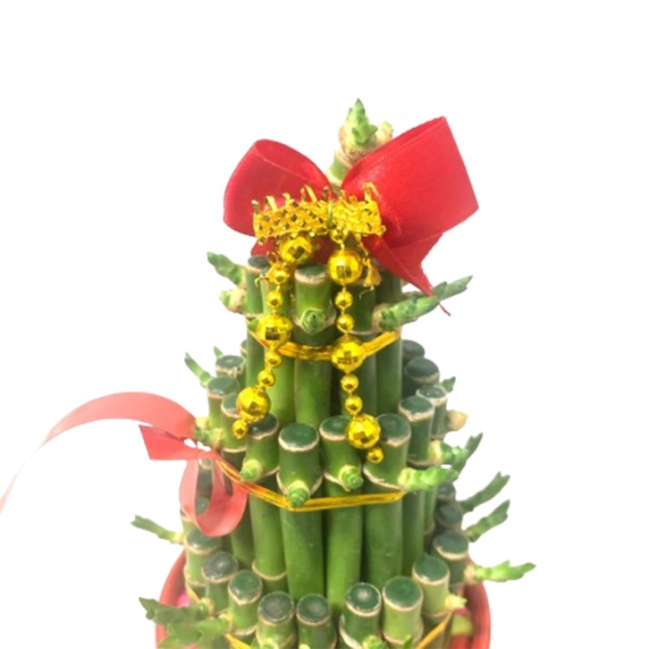 CNY Lucky Bamboo 3S 富貴竹 (3631)