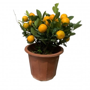 PREMIUM Kumquat 30cm(H) 四季桔 Four Season Lime (plastic pot)