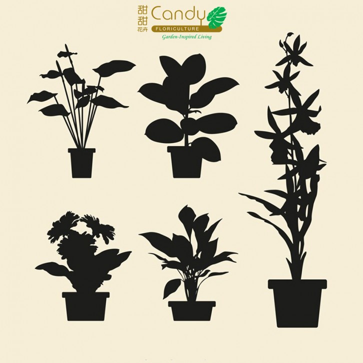 Candy Mystery Plant - Unveil the Green Surprise