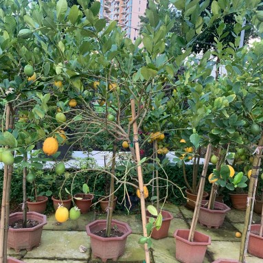 Topiary Lemon Tree (Citrus limon)