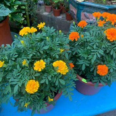 Garden Marigold (Tagetes)