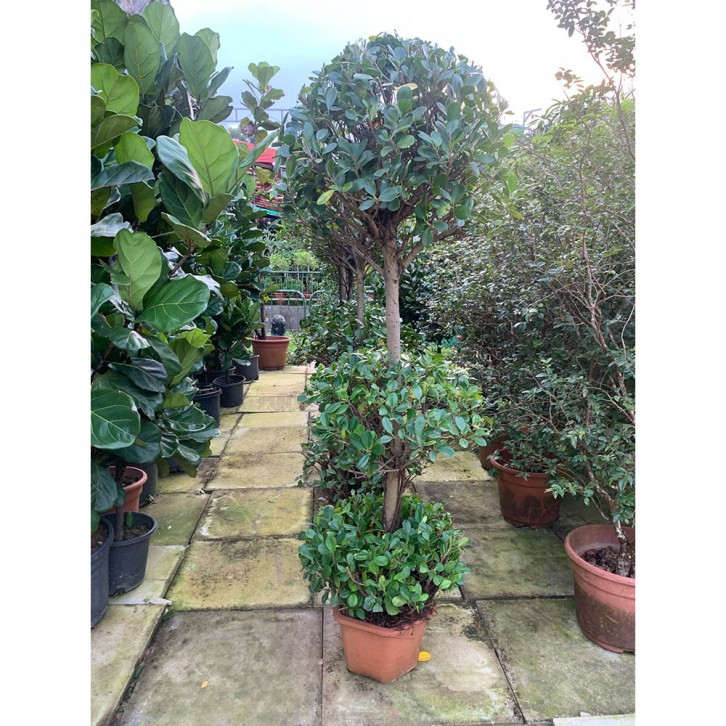 Ficus Microcarpa (3 Tier)