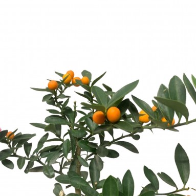 Fortunella Kokedama (KinKan) (3978)