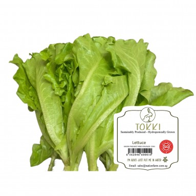 "Tokki" Fresh Lettuce 250g