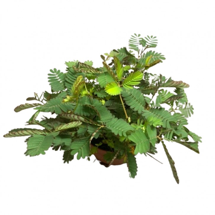 Mimosa Pudica (Sensitive Plant) - Bundle of 10 pots
