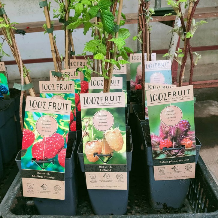 Rubus Idaeus (Raspberry Fruit)