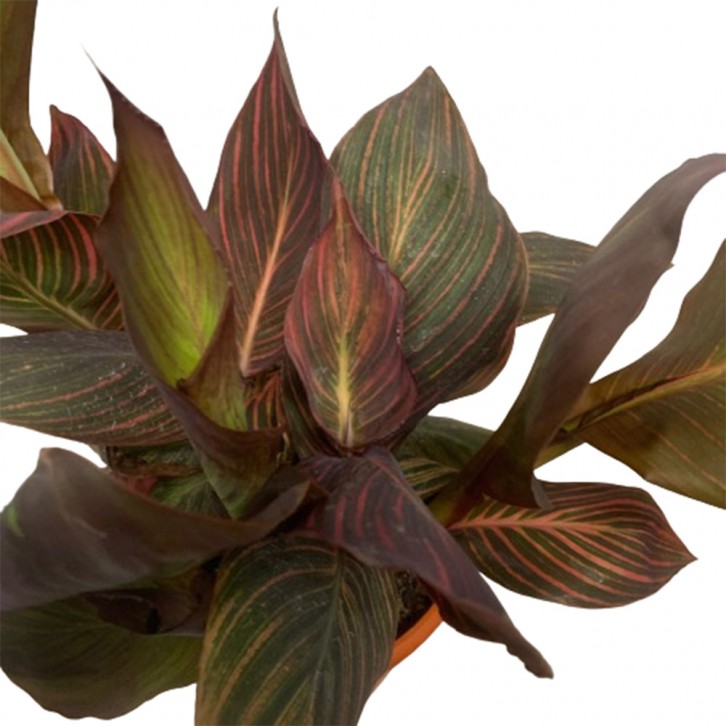 Canna Lily tropicanna