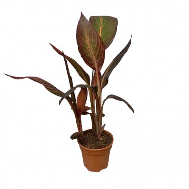 Canna Lily tropicanna