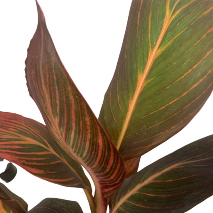 Canna Lily tropicanna