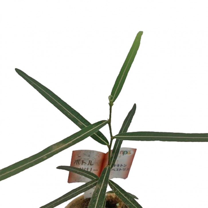 Brachychiton Rupestris (Japan)