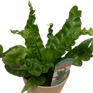 Asplenium Plicatum (JAPAN)