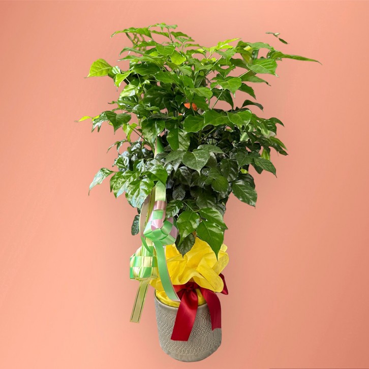 Hari Raya Radermachera Plant