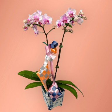Hari Raya 2in1 Phalaenopsis Plant