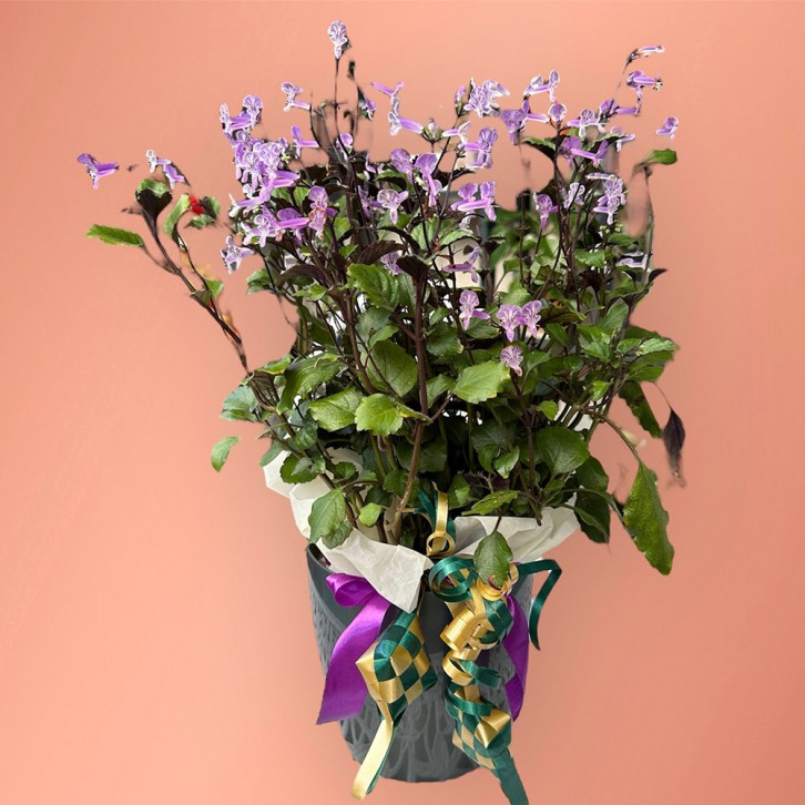 Hari Raya Spurflowers Plant