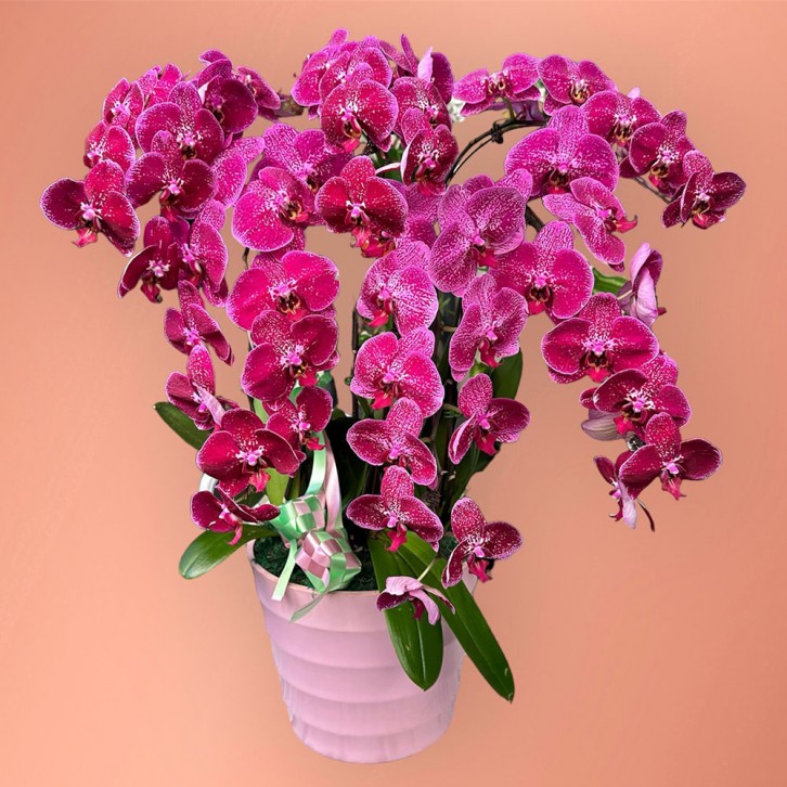 Hari Raya Doritaenopsis Plant