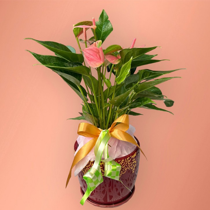 Hari Raya Anthurium Plant