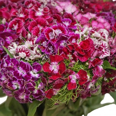 [Festive] FreshCut Sweet William