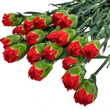 [Festive] FreshCut Carnation