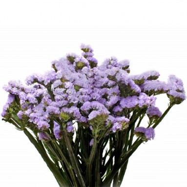 [Festive] FreshCut Statice