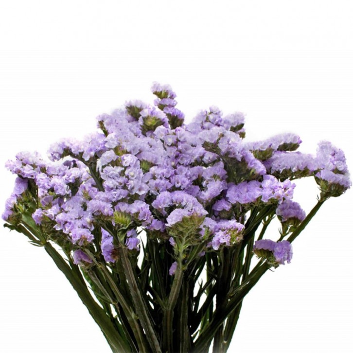 [Festive] FreshCut Statice